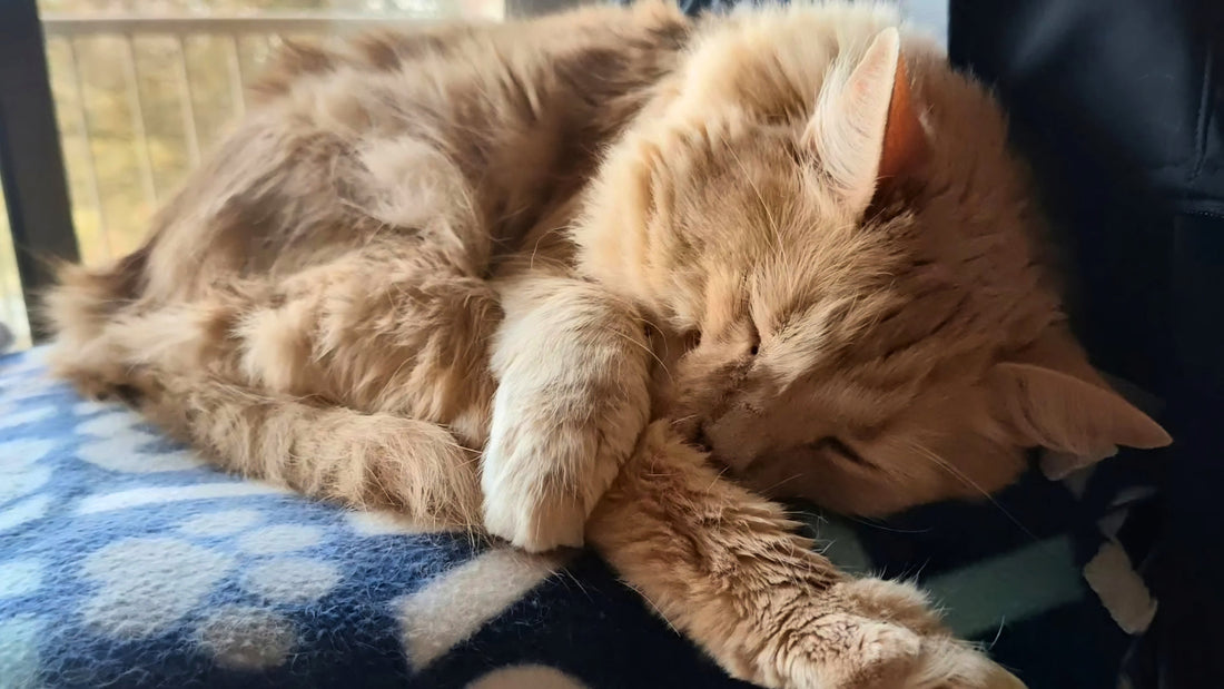 4 Cat-Friendly Home Ideas That Work in Any Space