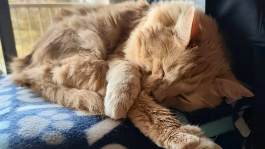 4 Cat-Friendly Home Ideas That Work in Any Space