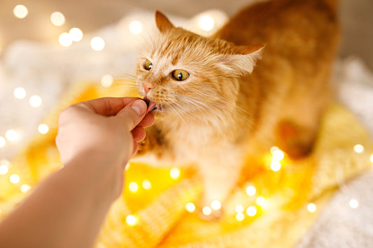 How to Help an Anxious Cat Feel Safe