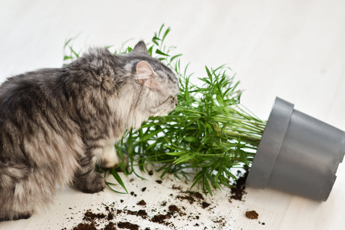 What to Keep Away from Your Cat