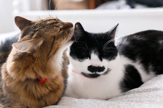 How to Introduce a New Cat to a Resident Cat, Step by Step